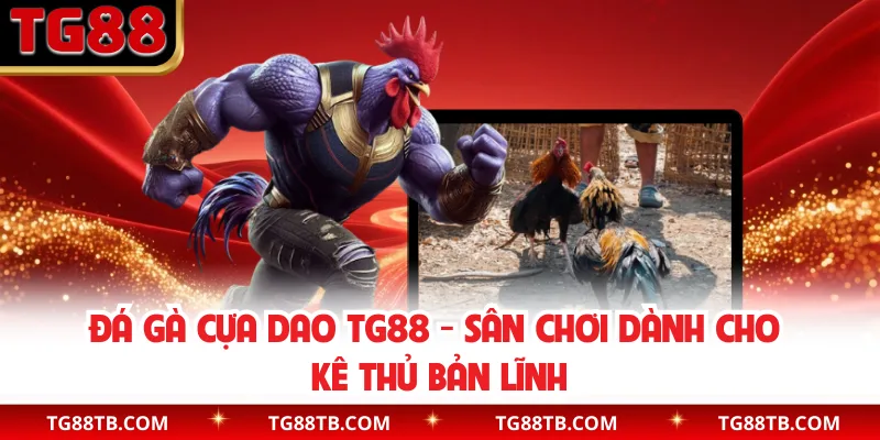 Gà Cựa Dao TG88 - Sân Chơi Dành Cho Kê Thủ Bản Lĩnh